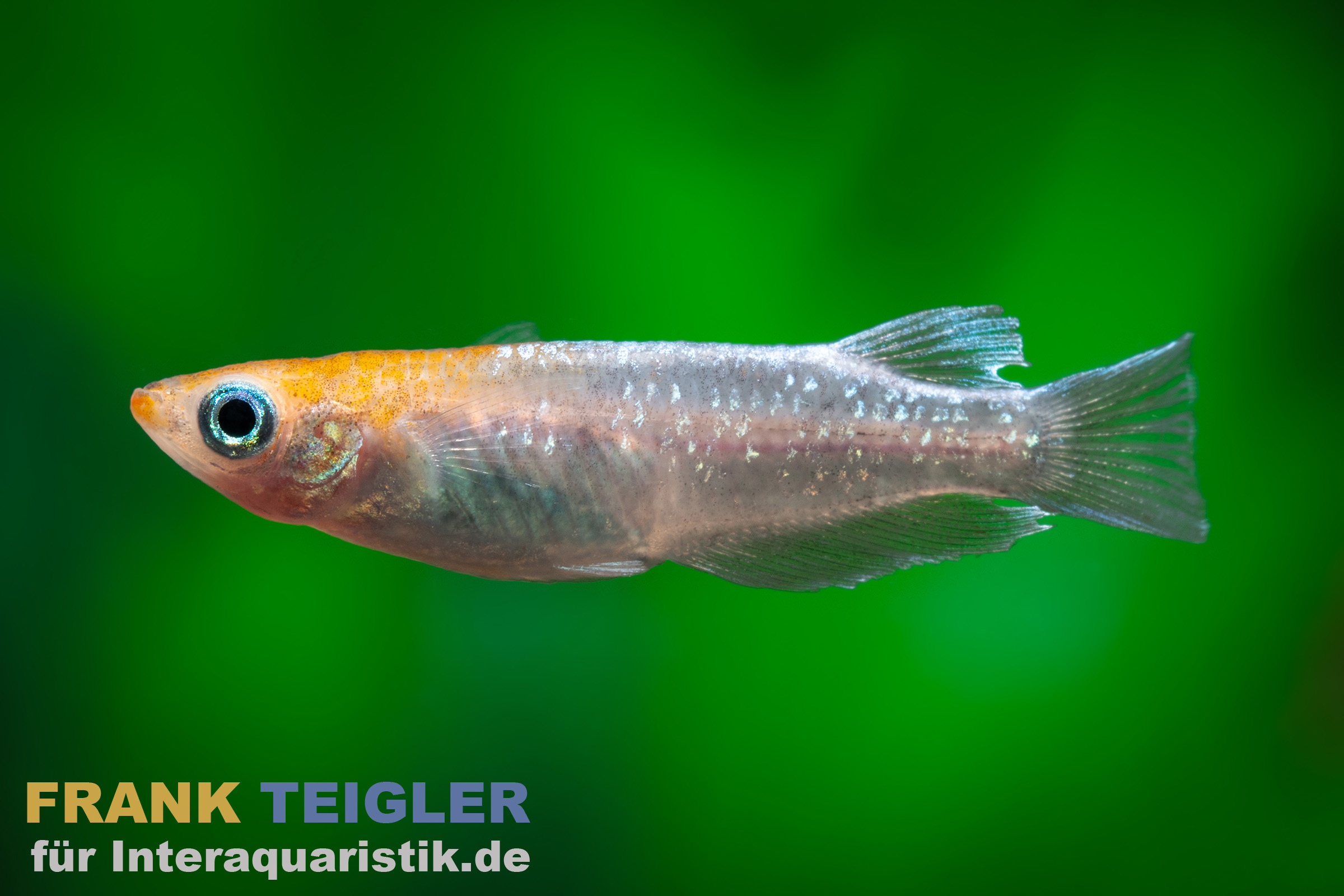 Medaka Sternenstaub Rot, Oryzias latipes Stardust Red